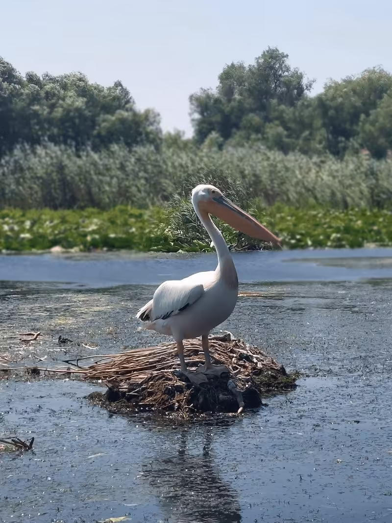 Pelican în habitatul său natural din Delta Dunării