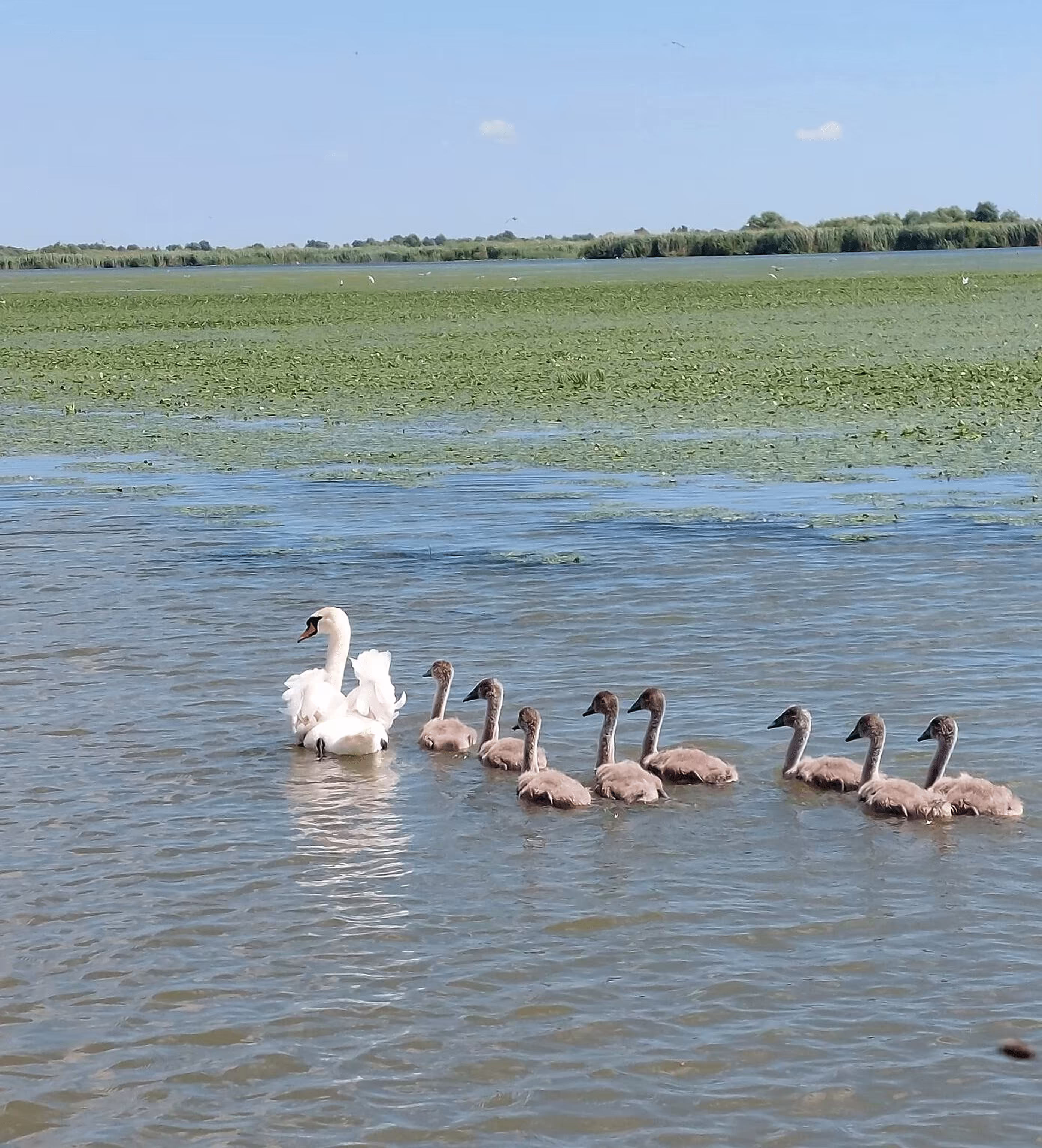 Lebede pe apele liniștite ale Deltei Dunării